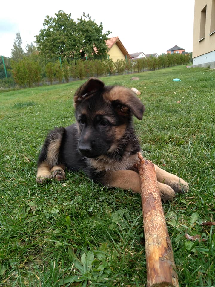 hlava